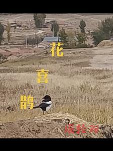 花喜鹊的寿命是多少年