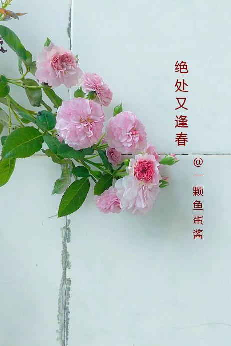 绝处逢生下一句