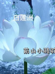 白莲洲信息